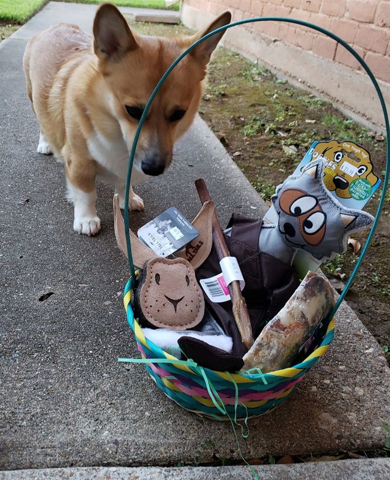 Bailey, a corgi, nosing at a basket of dog toys on a front walkway.